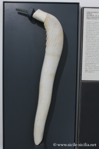 Queue de cheval en marbre de Sélinonte, musée archéologique Salinas de Palerme