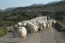 Pecore siciliane, val di sosio