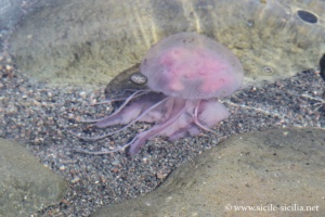 Méduse, Vulcano, Îles éoliennes