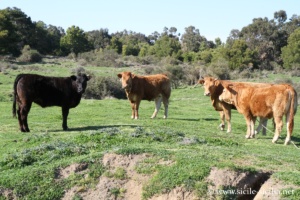 Vaches de Vulcano, Sicile