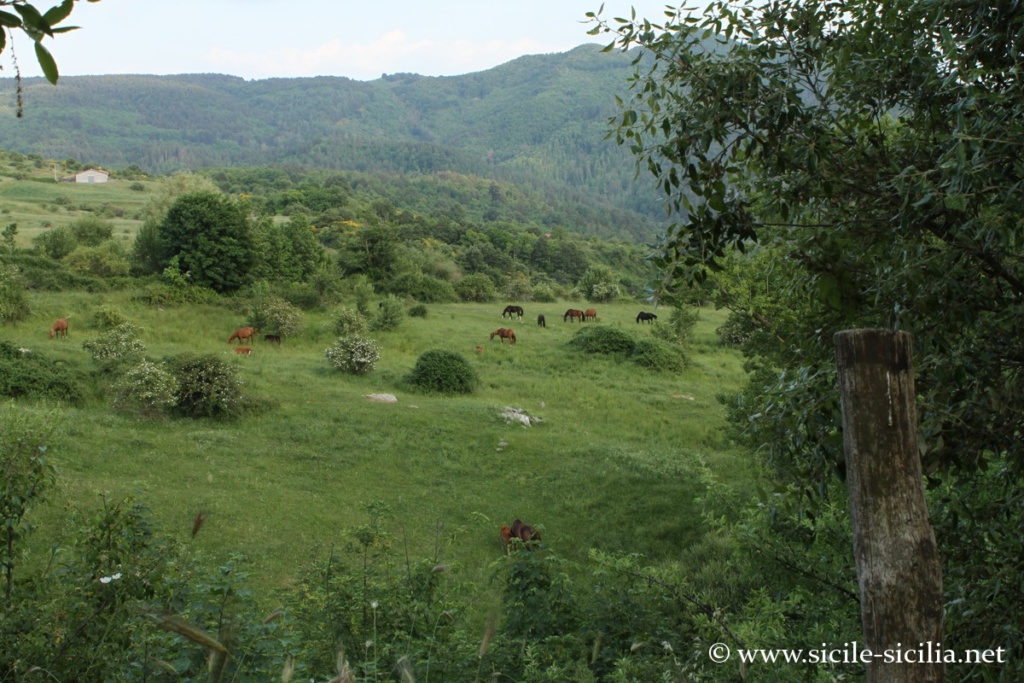 Elevage dans les Nebrodi en Sicile