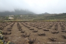 Vignobles de Pantelleria