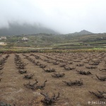 Vignobles de Pantelleria