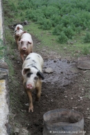 Cochons de Pantelleria, maile