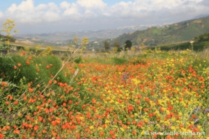 Parc archéologique de Ségeste