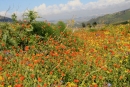 Segesta in Sicilia