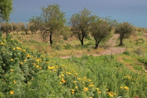 Ruines de Tyndaris en Sicile