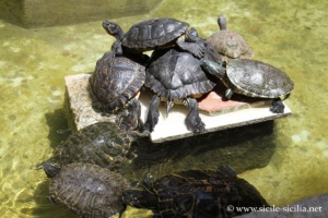 Tortues de la fontaine du triton, musée archéologique Salinas de Palerme