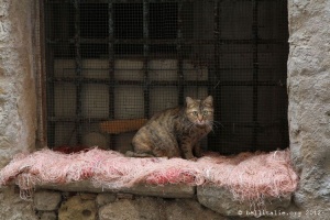 chat de Trapani