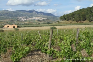 Vignes de Sambuca di Sicilia, Sicile