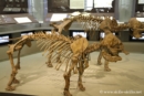 museo-paolo-orsi-siracusa-preistoria371